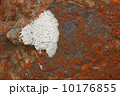 Orange white lichen moss on rock 10176855