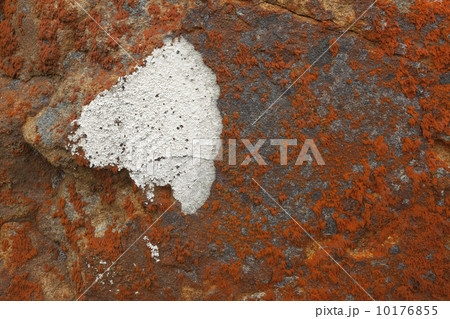 Orange white lichen moss on rock Orange white lichen moss on rock 10176855