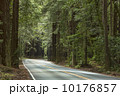 Northern California Redwood Forest Road  10176857