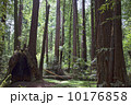 Northern California Redwood forest  10176858