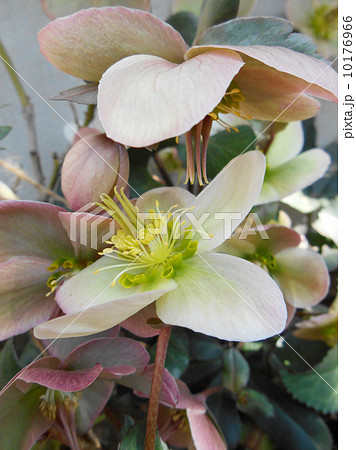 クリスマスローズ 10176966