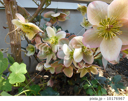 クリスマスローズ 10176967