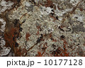 Lichen moss on rocks ocean shore  10177128