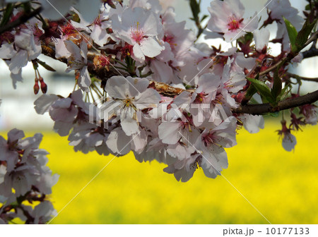 コヒガン桜 10177133