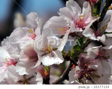 コヒガン桜 10177134