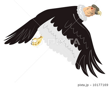 Condor In Flightのイラスト素材