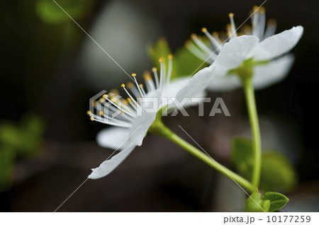 すももの花 10177259