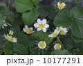 イチゴの花 10177291