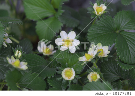 イチゴの花 イチゴの花 10177291