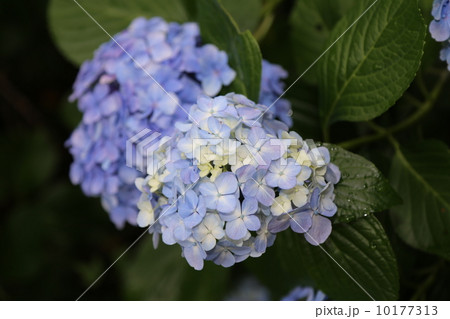 紫陽花 10177313