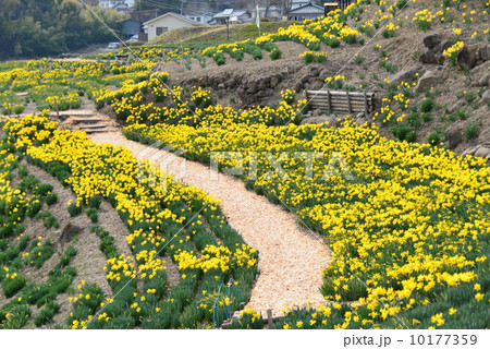 水仙の畑 10177359