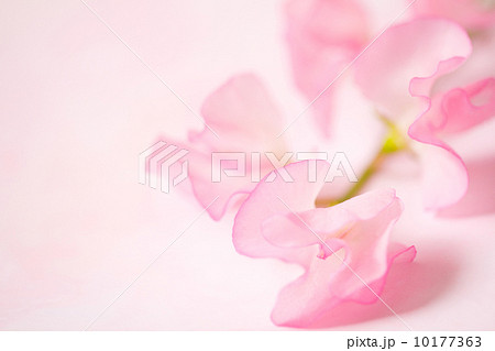 スイトピー スイトピー 10177363