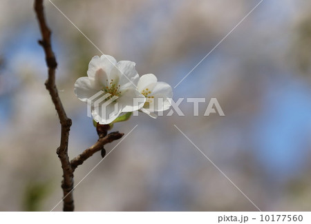 さくら 10177560
