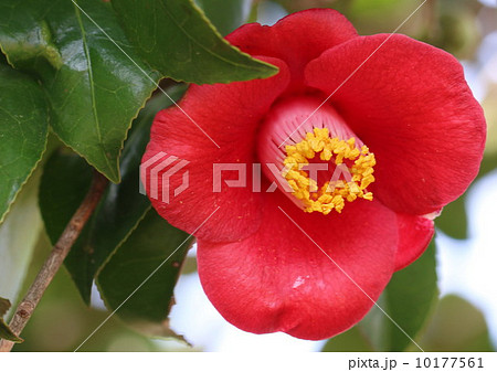 つばき つばき 10177561