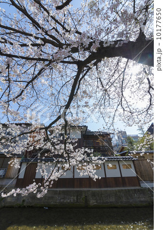 祇園白川の桜 祇園白川の桜 10177650