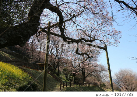 ひょうたん桜 ひょうたん桜 10177738