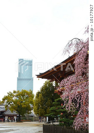 四天王寺よりアベノハルカスを望む 10177927