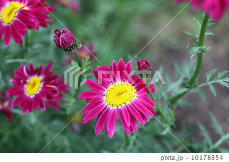 Beautiful pyrethrum flowers 10178354
