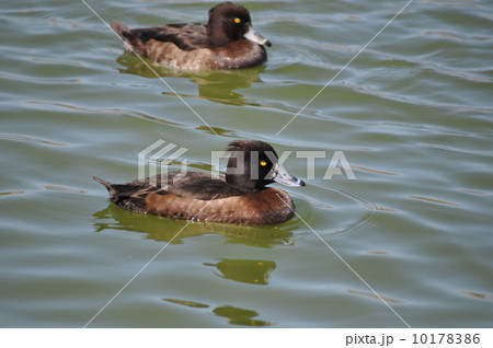 泳ぐキンクロハジロたち 10178386
