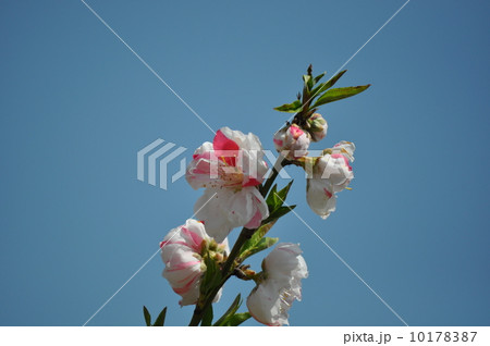 いっぱいに開く源平桃 いっぱいに開く源平桃 10178387