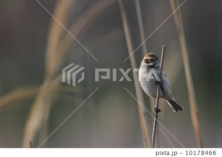 オオジュリン(Reed Bunting) オオジュリン(Reed Bunting) 10178466