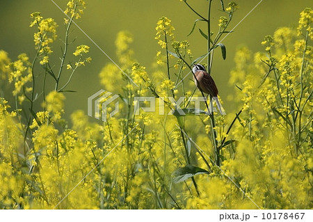 ホオジロ雄のさえずり(Siberian Meadow Bunting) ホオジロ雄のさえずり(Siberian Meadow Bunting) 10178467
