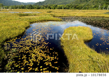 尾瀬の池糖 10178656