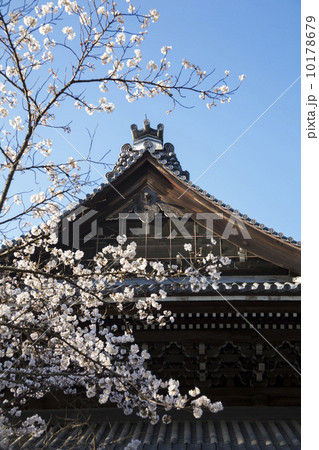 南禅寺法堂と桜 南禅寺法堂と桜 10178679