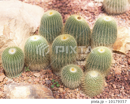 Cactus flower 10179357