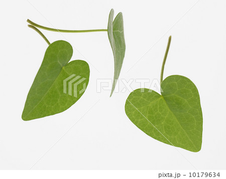 ハート型の葉っぱ ハート型の葉っぱ 10179634
