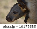 カンガルーの赤ちゃん 10179635