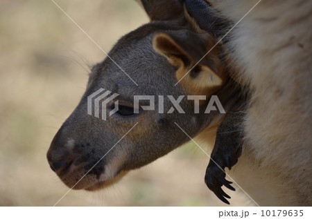 カンガルーの赤ちゃん 10179635