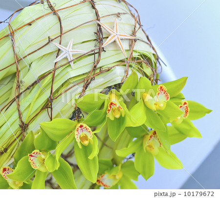 decoration summer  orchid 10179672
