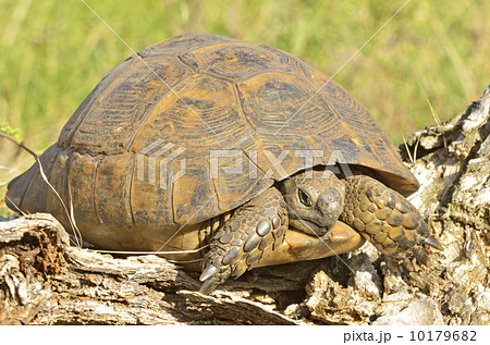 turtle in the wood 10179682