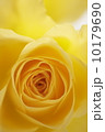 薔薇の花 10179690