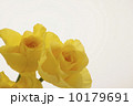 薔薇の花 10179691