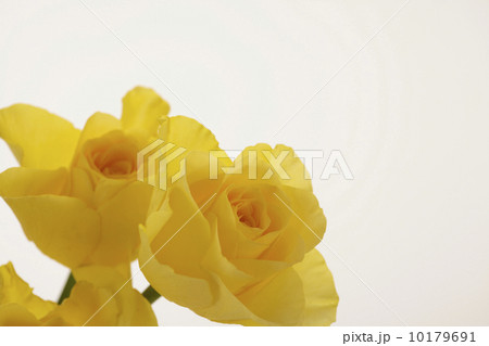 薔薇の花 薔薇の花 10179691