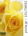 薔薇の花 10179692