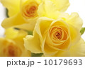 薔薇の花 10179693