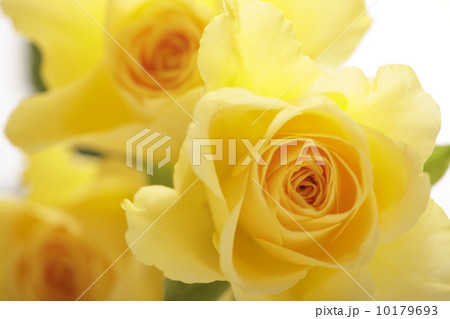 薔薇の花 10179693