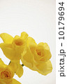 薔薇の花 10179694
