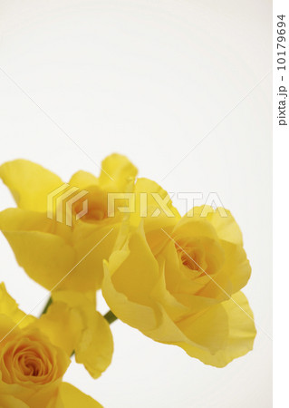 薔薇の花 薔薇の花 10179694