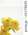 薔薇の花 10179695
