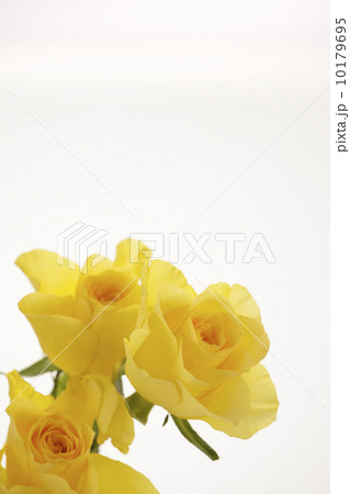 薔薇の花 薔薇の花 10179695