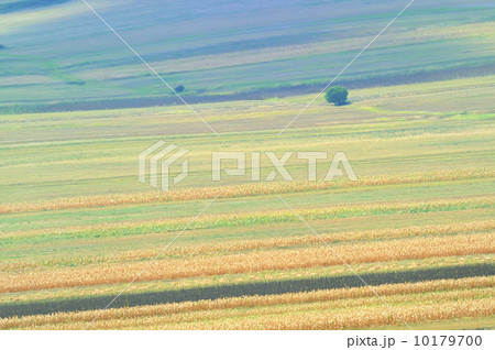 summer field stripes summer field stripes 10179700