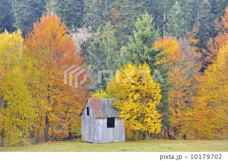 colors of autumn birch forest colors of autumn birch forest 10179702