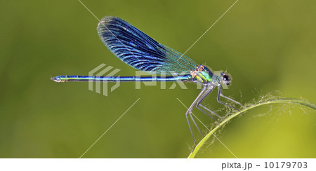 Dragonfly (Crocothemis erythraea) 10179703