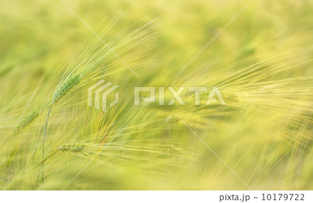 macro ears of wheat macro ears of wheat 10179722