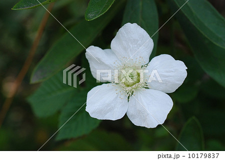 草イチゴ 草イチゴ 10179837