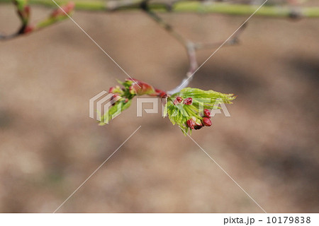 いろは紅葉の芽 いろは紅葉の芽 10179838